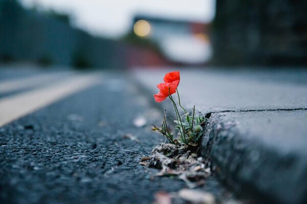 A red poppy sprouting through the asphalt