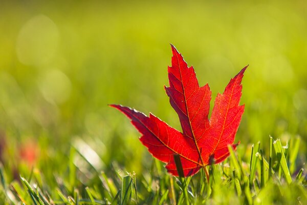 En el claro verde voló hoja de otoño