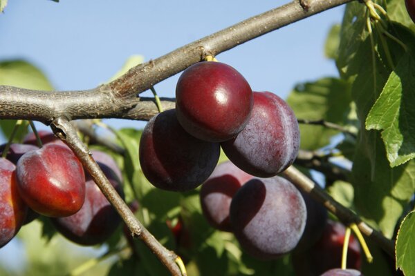 Prunes délicieuses dans le jardin