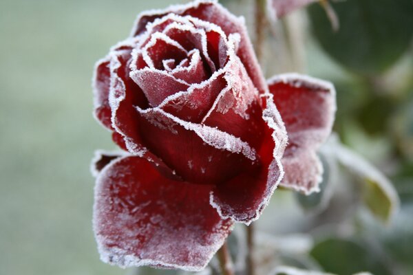 Bella rosa rossa al freddo