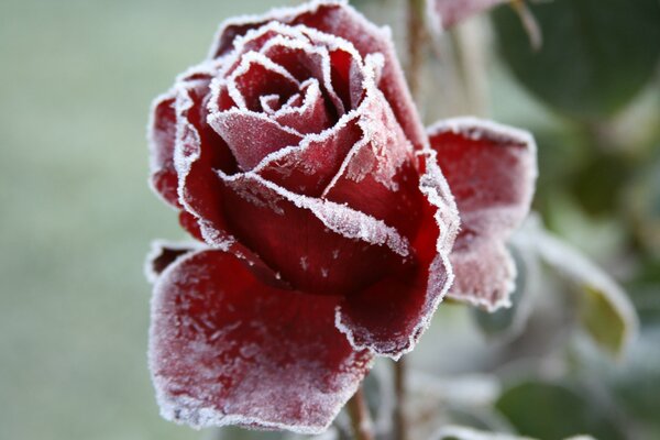 Прекрасная красная роза на морозе