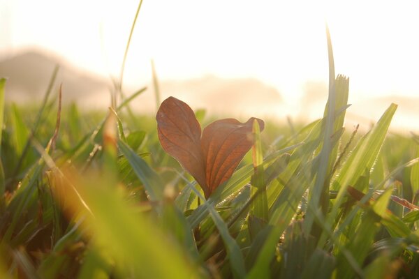 Primo bollettino dell inizio dell autunno