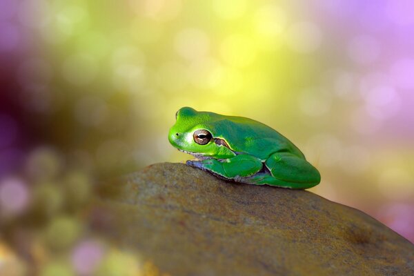 Petite grenouille sur le bureau