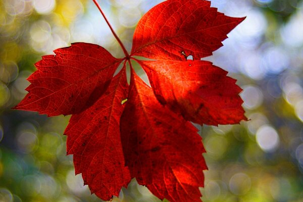 Red Autumn Maple Leaf