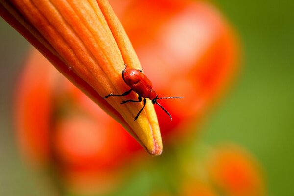 Insecte sur un bourgeon de lis orange
