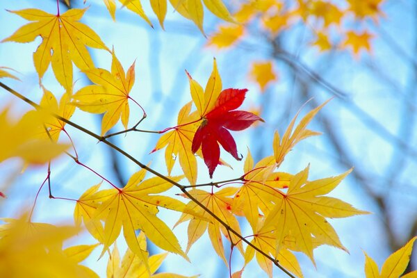 Maple red yellow leaves on a branch