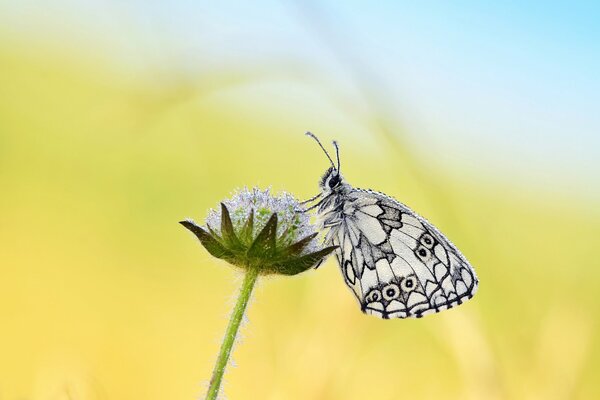 A butterfly sits on a flower