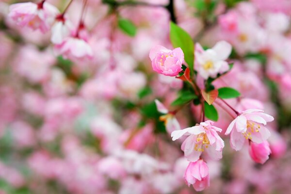 Frühling Makro Apfelblüten