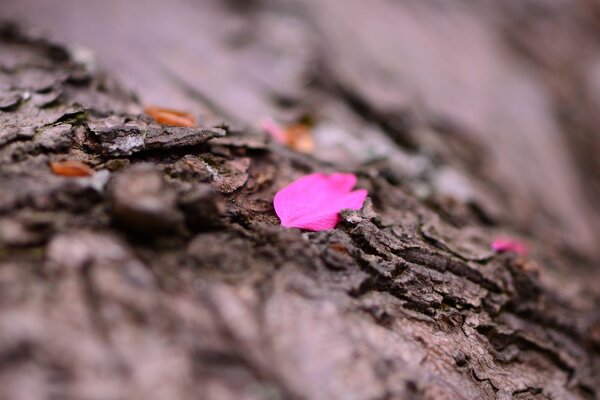 A pink petal on the bark of a tree