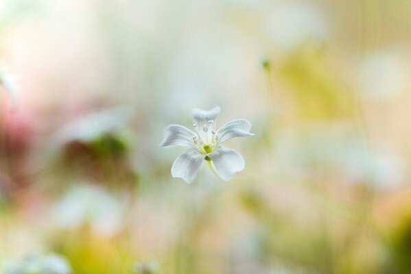 Weiße Blume und unscharfer Hintergrund