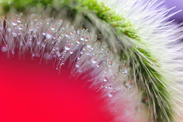 Tautropfen auf dem Stachel