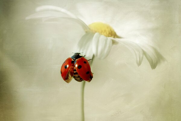 Coccinella seduta su una margherita