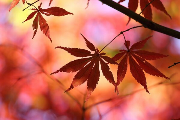 Herbstblatt auf rotem unscharfen Hintergrund