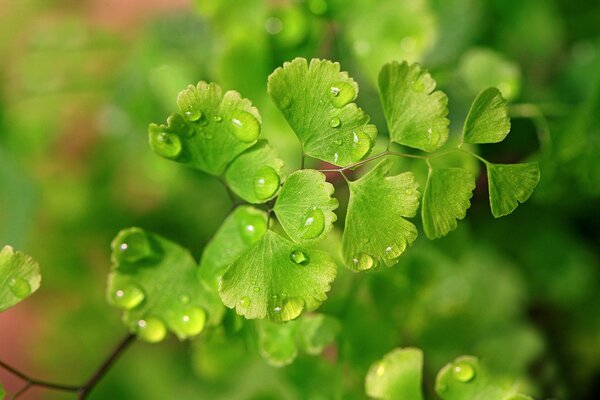 Gotas de rocío en macro verde