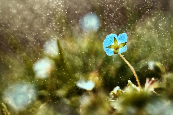 Flor macro azul en la hierba bajo las gotas de lluvia