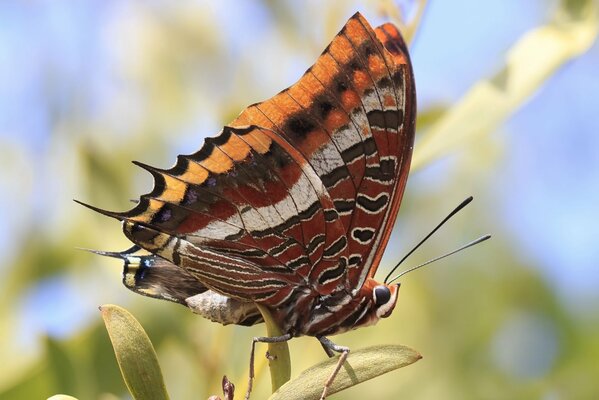 A bright butterfly sits on a leaf