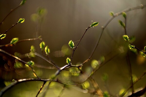 Bourgeons feuilles brindilles printemps dans les rayons du soleil