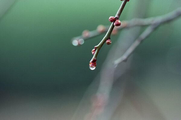 Landscape of nature , spring has come