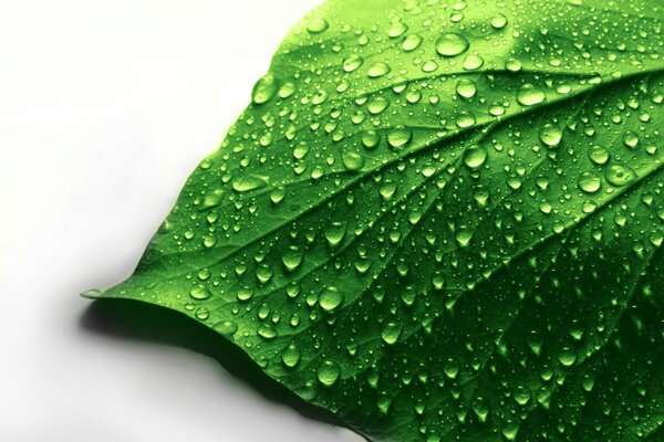 Dew drops on a leaf