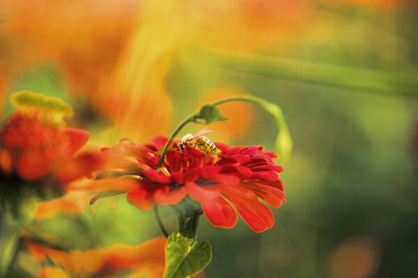 A red flower with a bee on a blurry background