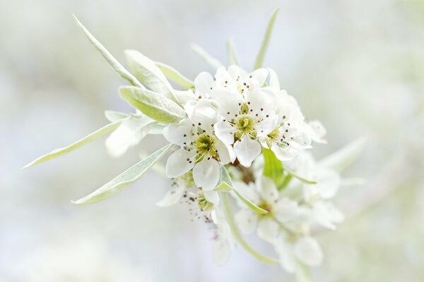 A branch of a blooming white tree