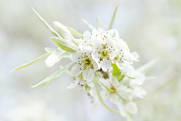 Ветка цветущего белого дерева