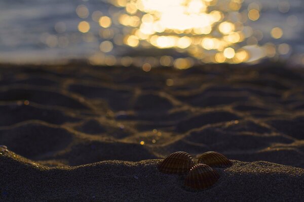 Drei Muscheln im Sand in der Nähe des Meeres