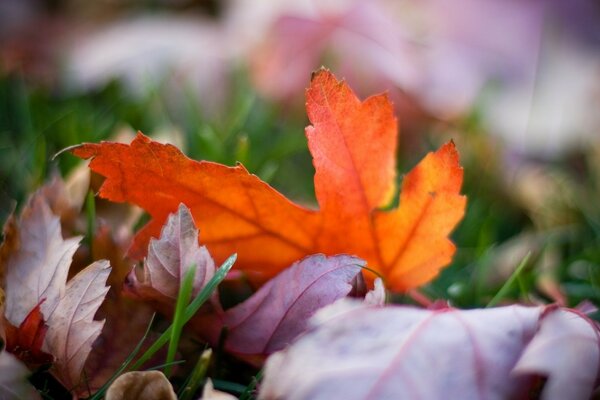 Macro wallpaper bright colored leaves in autumn