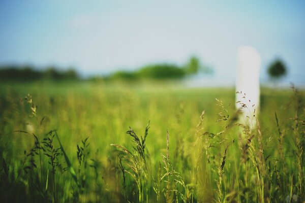 Zielona trawa na letnim polu