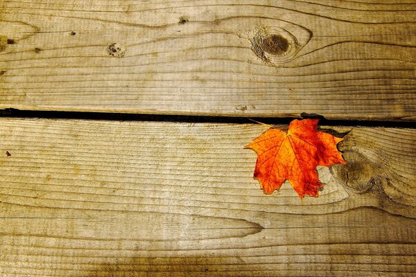 Orange maple leaf lying on a wooden table