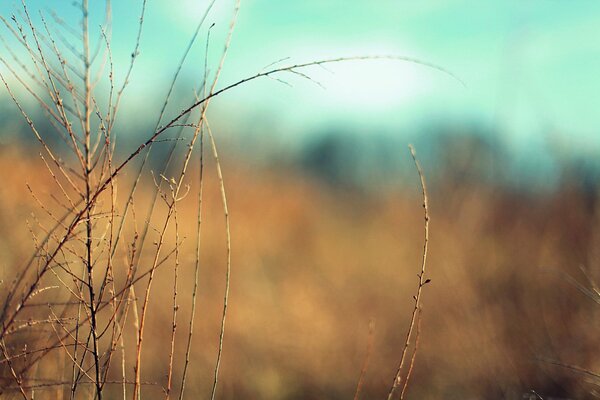 Lonely bare branches