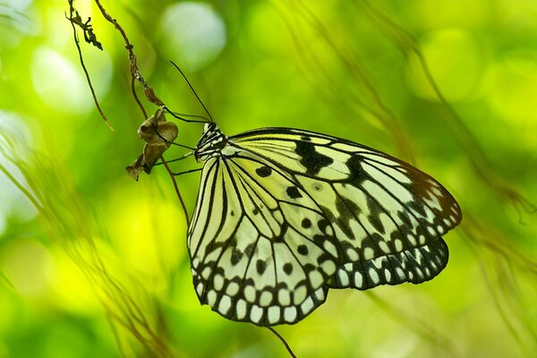 Schöner grüner Schmetterling auf hellem Hintergrund