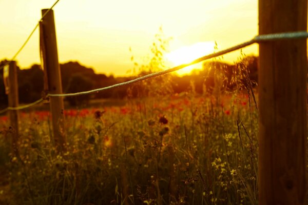 Amanecer sobre un campo de flores de pradera