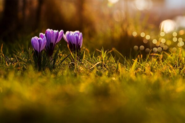 Lilac flowers in the grass macro