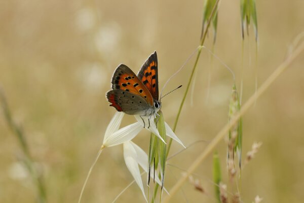 Brauner Schmetterling auf einer weißen Blume mit unscharfen Hintergründen