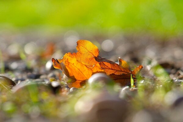 Feuille jaune sur fond flou