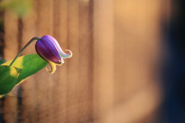 The purple flower bud has blossomed