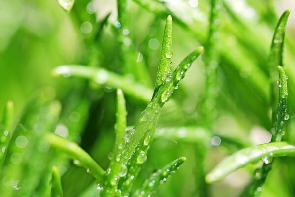 Morning dew on the green grass