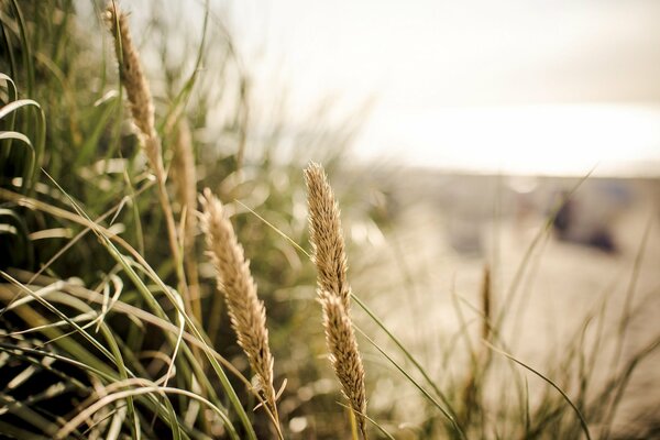 Gras kracht in der Nähe des Wassers