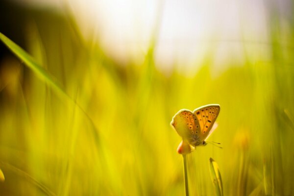 Large-format macro wallpaper with a butterfly on the grass