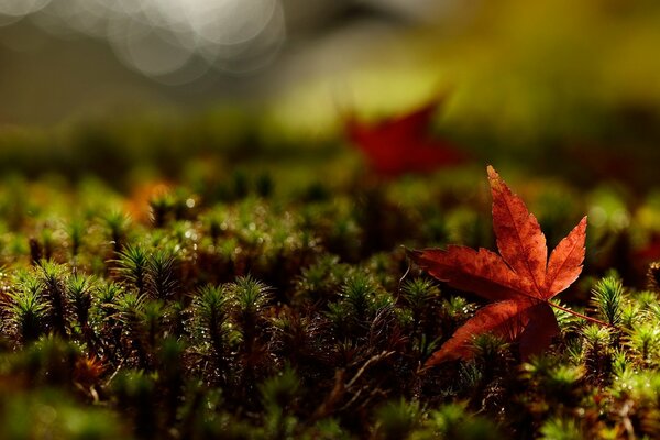 Feuillage d automne rouge humide