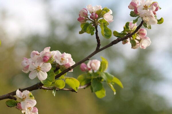 Flowering of an apple tree with buds