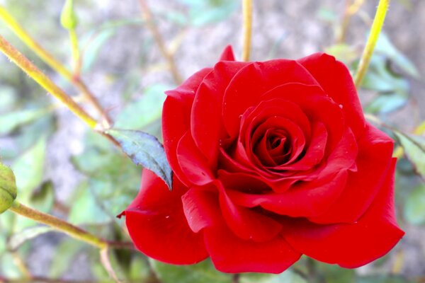 Eine helle rote Rose auf dem Foto