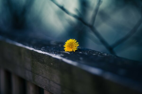 Yellow dandelion on the railing