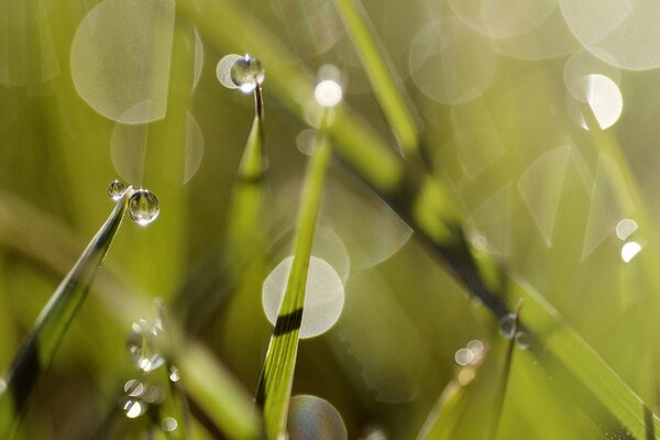 Summer dew on the green grass