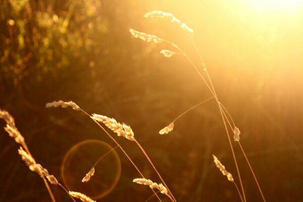 This is what happens when you photograph a plant growing in a field