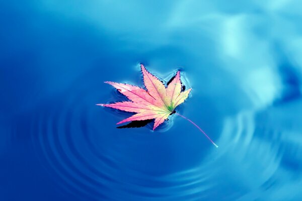 A lonely maple leaf floats