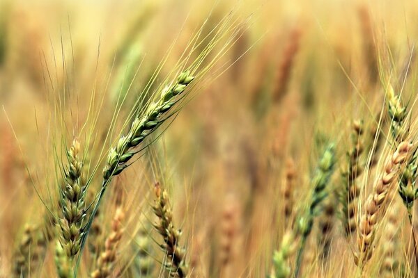 Green wheat spikelets widescreen background