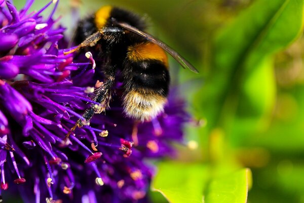 Calabrone beve il nettare sul fiore