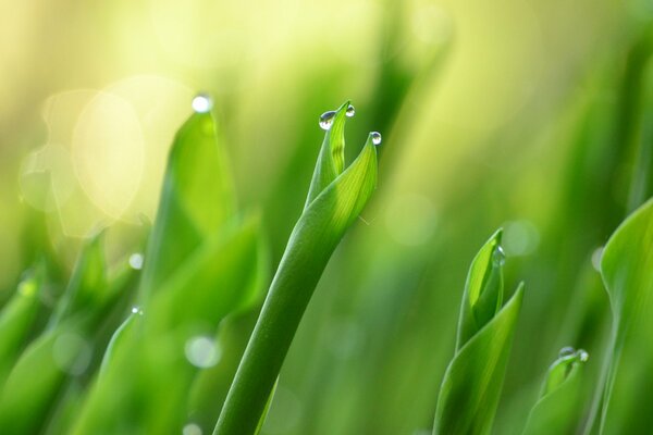 Makro Natur, grüne Blätter von Maiglöckchen mit Tau